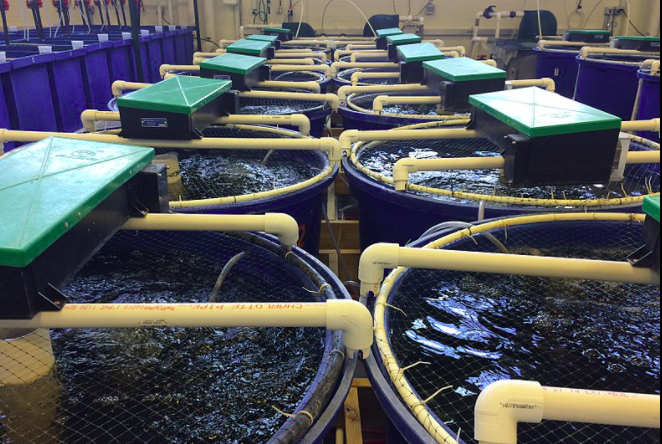 用于養(yǎng)殖場(chǎng)污水處理的新工藝，預(yù)計(jì)可降低28%運(yùn)營(yíng)成本01