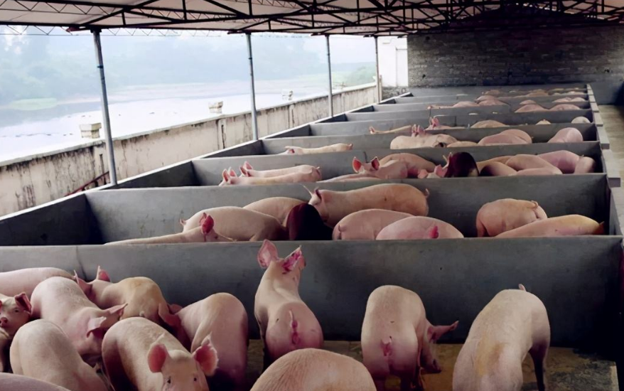 養(yǎng)豬污水處理設(shè)備包含哪些，教你選購適合的養(yǎng)殖污水處理設(shè)備