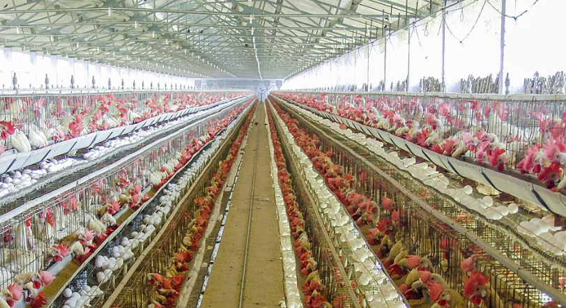 養(yǎng)殖場(chǎng)廢水如何正常處理？-青島樂(lè)中環(huán)保