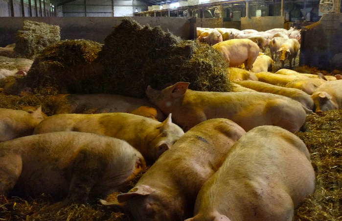 養(yǎng)豬場(chǎng)污水處理方法有哪些？選對(duì)工藝成本低效果好！